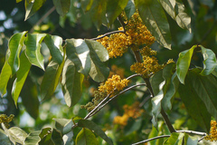 Gymnacranthera canarica